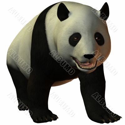 Toon Panda