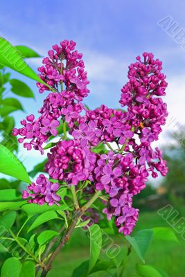 pink lilac