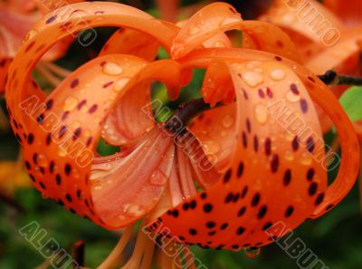 Orange lily with water drops