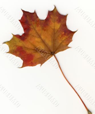 autumnal leaf