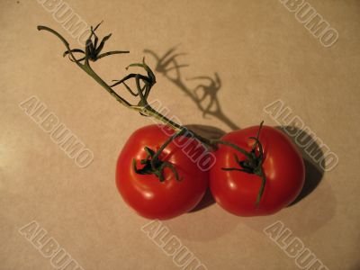 tomato on the vine