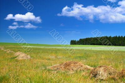 rural landscape