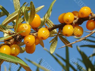 sea buckthorn