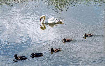 White swam and five ducks