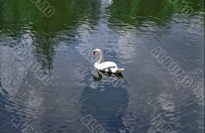White swam