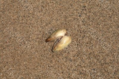 The shell on sand background