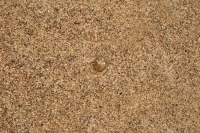 Water-plant on sand background