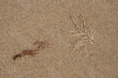 Water-plant on sand background