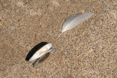 The shell and feather