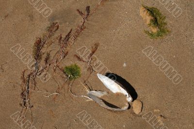 Water-plant and the shell on sand