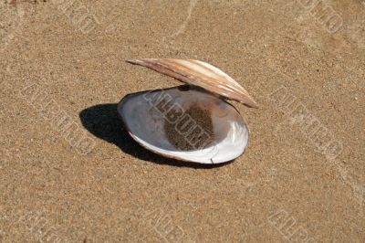 The shell on sand background