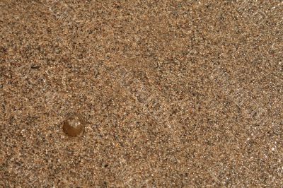 Water-plant on sand background