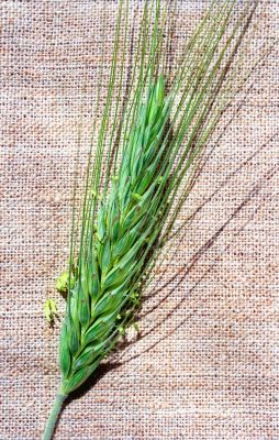 Flowering spica of rye