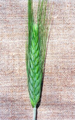 Spica of rye