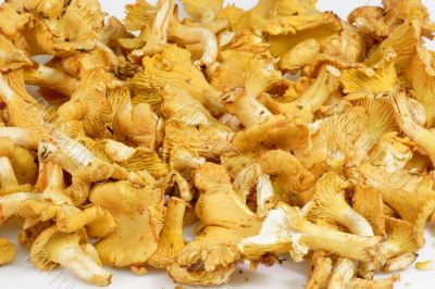 Golden chanterelle