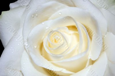 The Rose