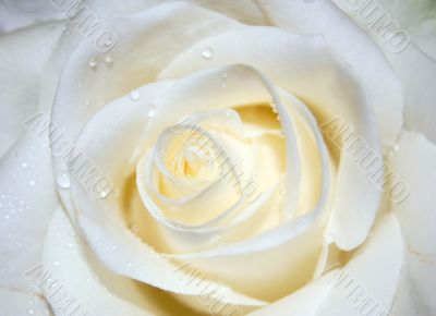 The Rose