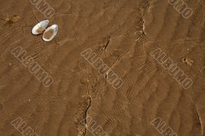 The shell on sand background
