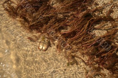Water-plant on sand background