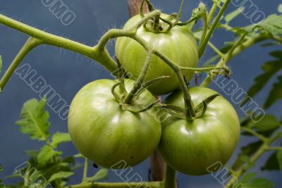 Tomatoes On The Vine