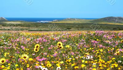 Field of colorful wild flowers