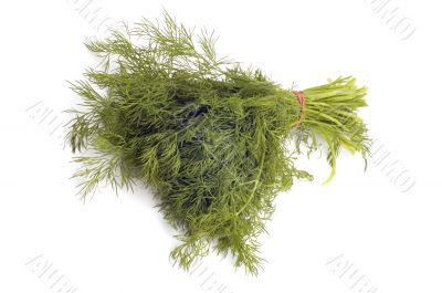 dill on white