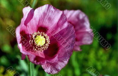  Poppy under the Sun