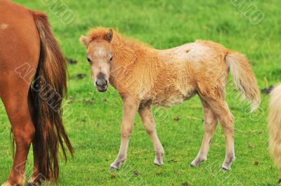 Little horse foal