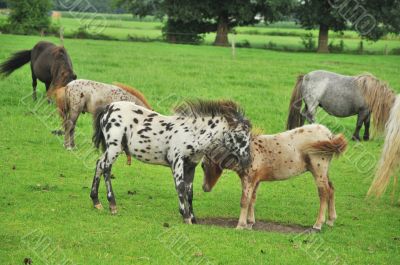 flock of mini horses
