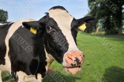 Black and white cow
