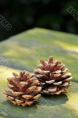 Pine cones