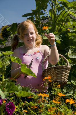 Girl is plucking flowers