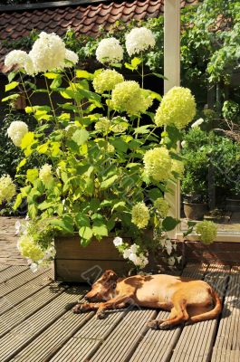 Sleeping dog outdoor