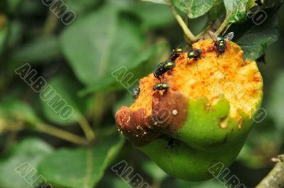Flies at the rotten fruit
