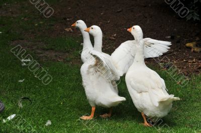 gooses