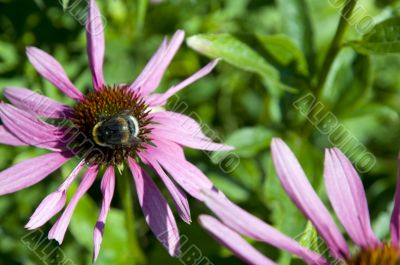 Bee at the cone-flowers