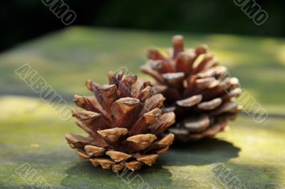 pine cones
