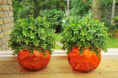Decoration plants