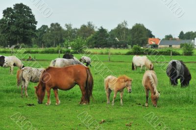 American mini horses