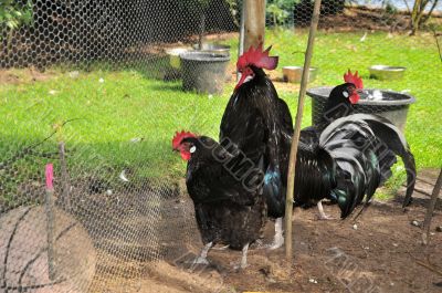chickens in the henhouse
