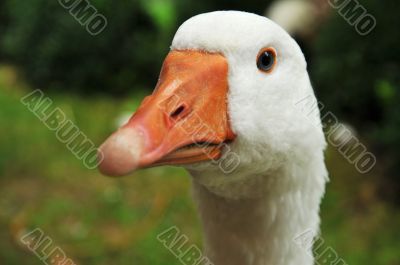 White Goose