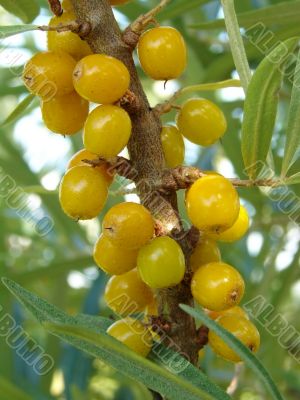 sea buckthorn, Hippophae rhamnoides