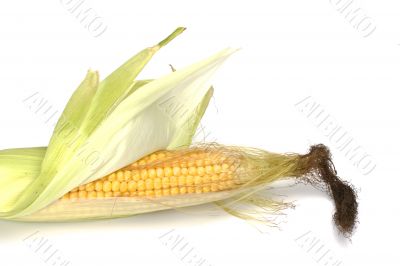 corn