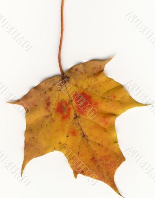 autumnal leaf