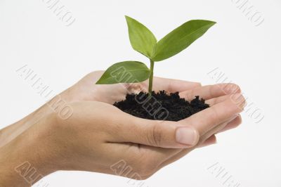 Hand holding seedling