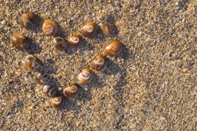 Sea shells in a heart