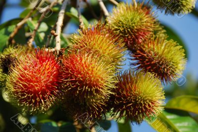 Rambutan Fruit A