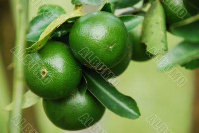 Green Oranges A