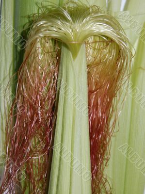 Young corn