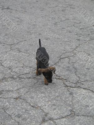 small dark dog on the pavement